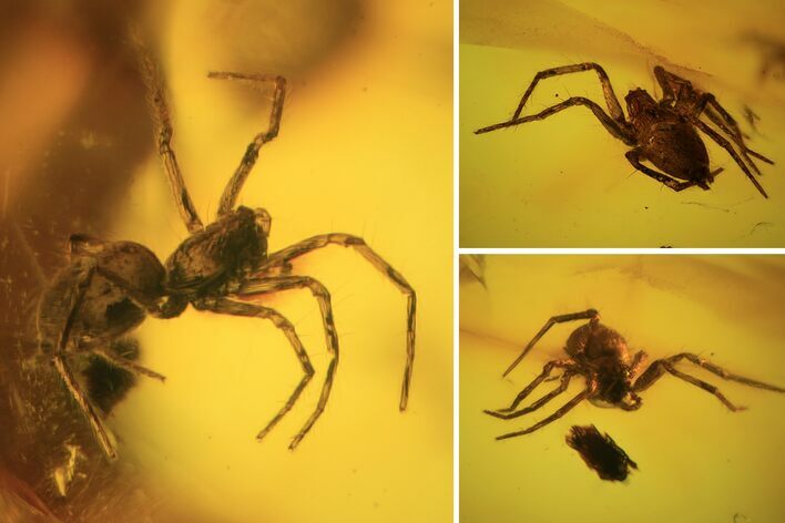 mmFossil Spider (Araneae) In Baltic Amber #120588